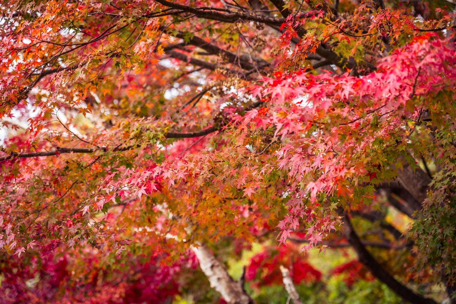 Maple trees in autumn photo