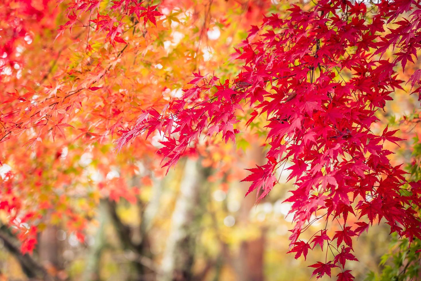 arces en otoño foto