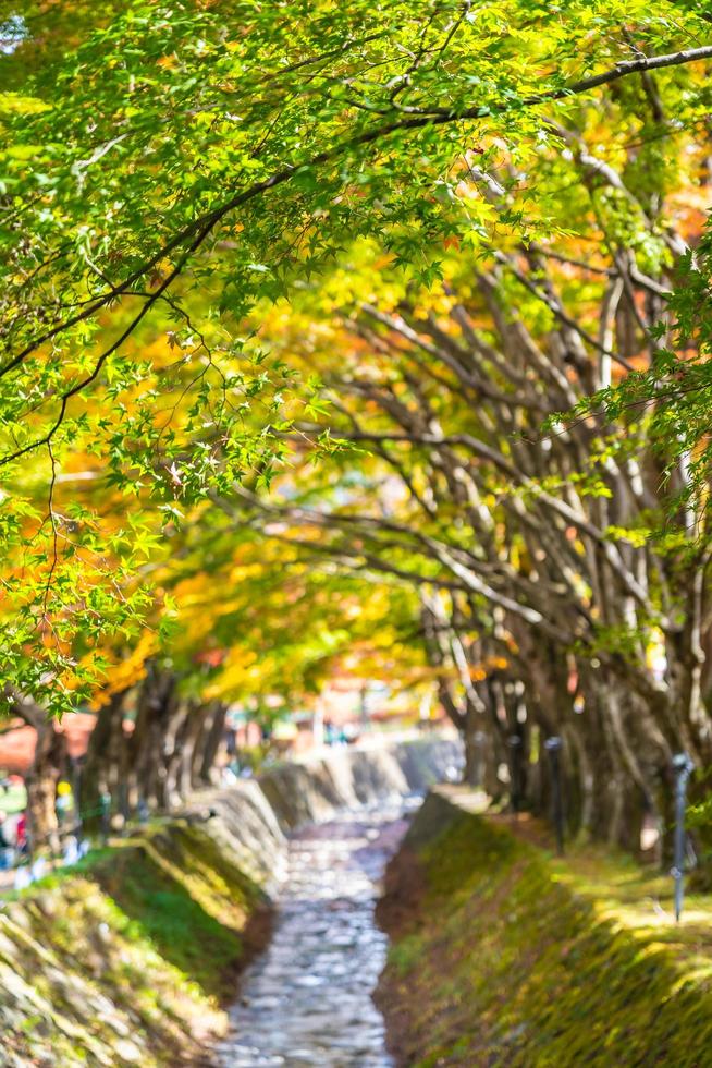Maple trees in autumn photo