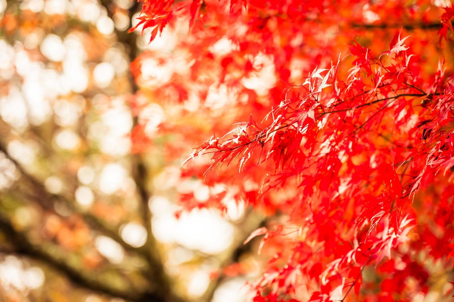 Maple trees in autumn photo