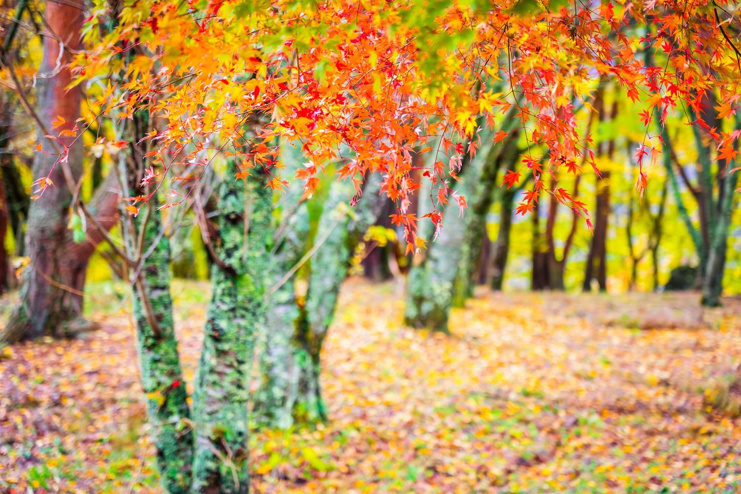 Maple trees in autumn photo