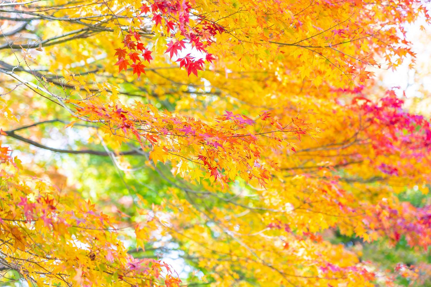 Maple trees in autumn photo