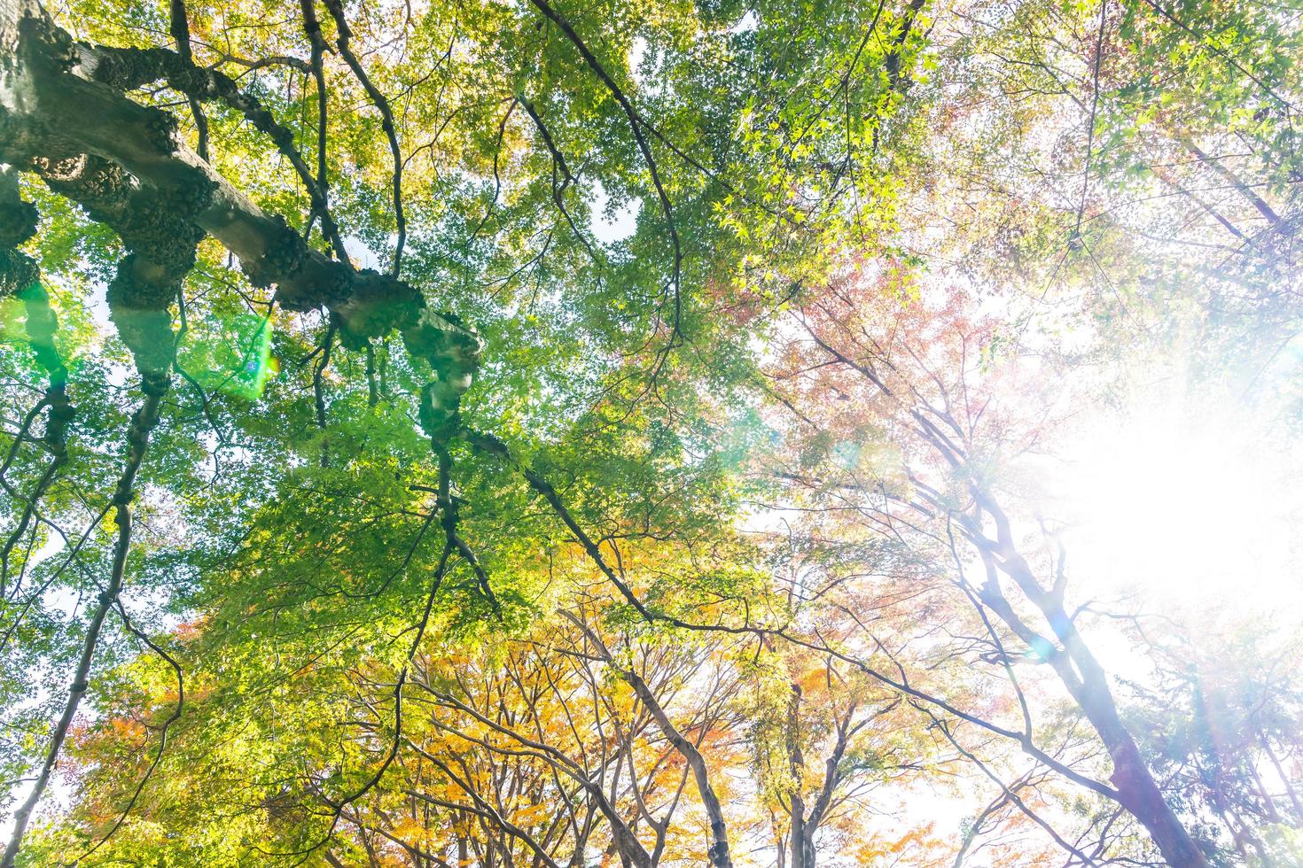 Maple trees in autumn photo