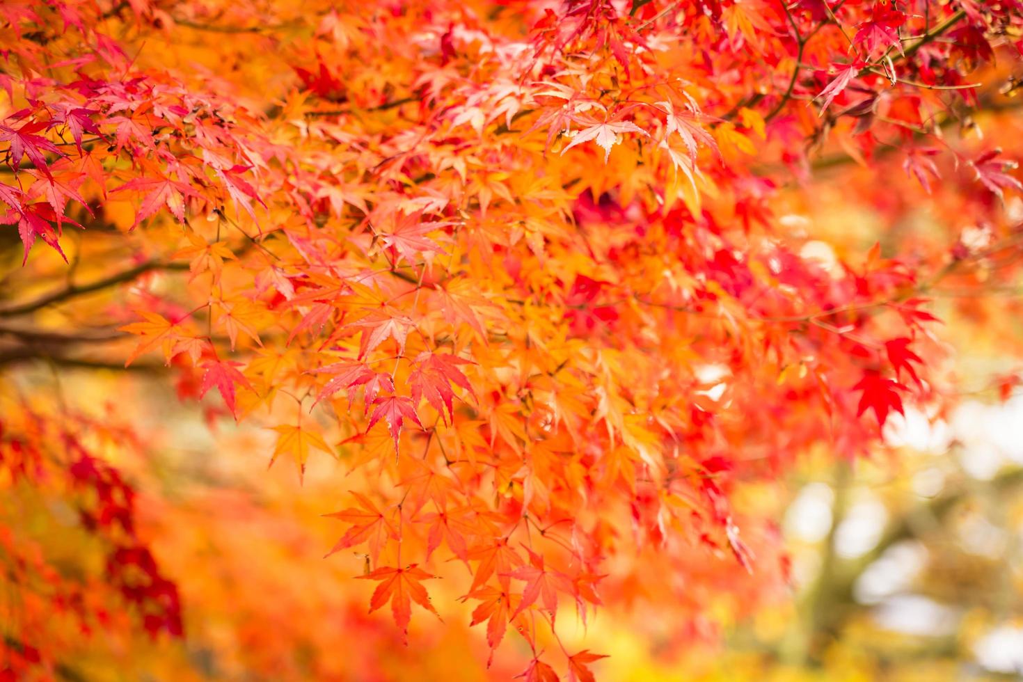 Maple trees in autumn photo