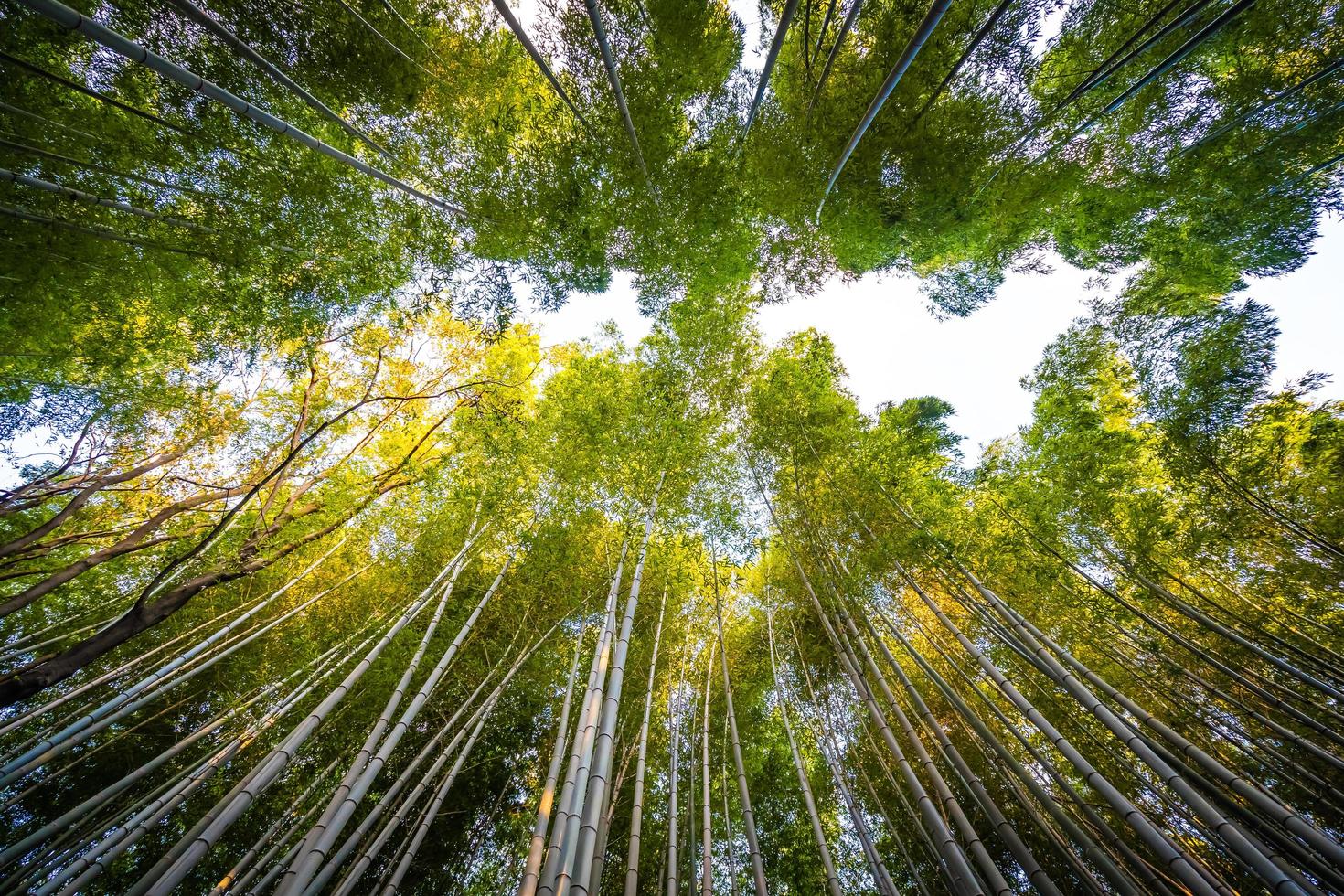 Beautiful bamboo forest at Arashiyama, Kyoto, Japan photo