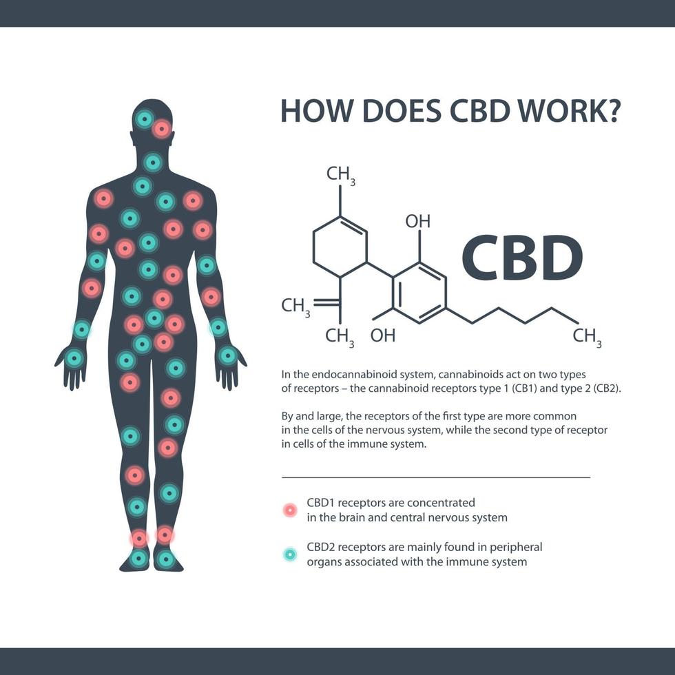 cómo funciona el cbd, banner de información blanco con fórmula química de cannabidiol y receptores endocannabinoides en el cuerpo humano. vector