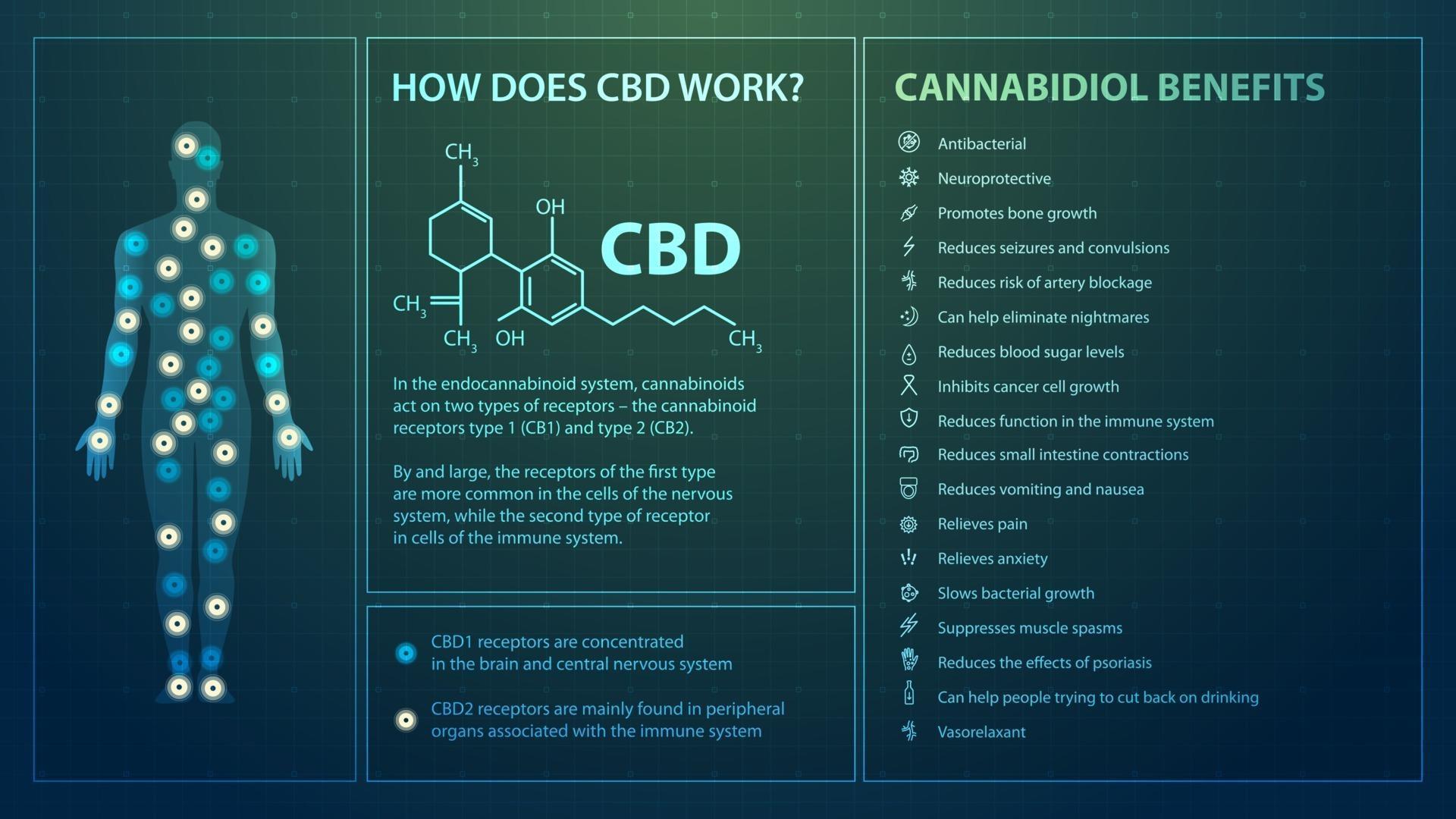 How does CBD work, poster in digital style with infographics
