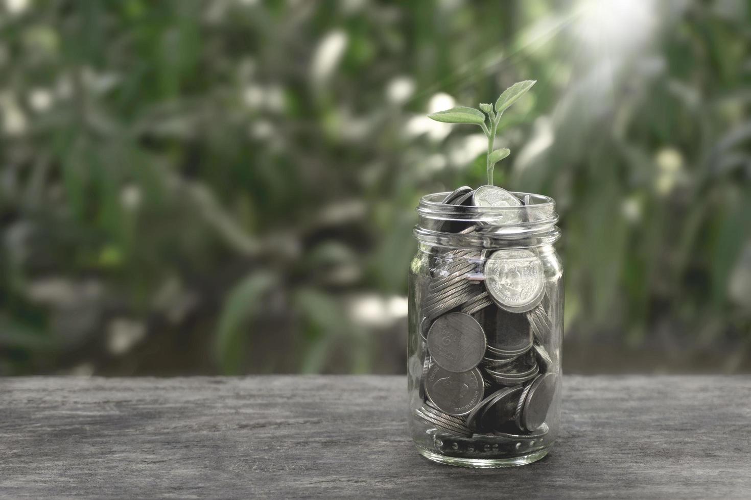 cultivo de monedas de plantas en una botella foto