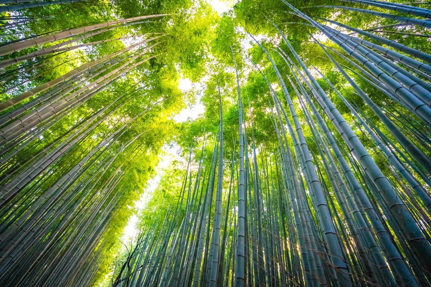 Bamboo grove in the forest at Arashiyama at Kyoto, Japan photo