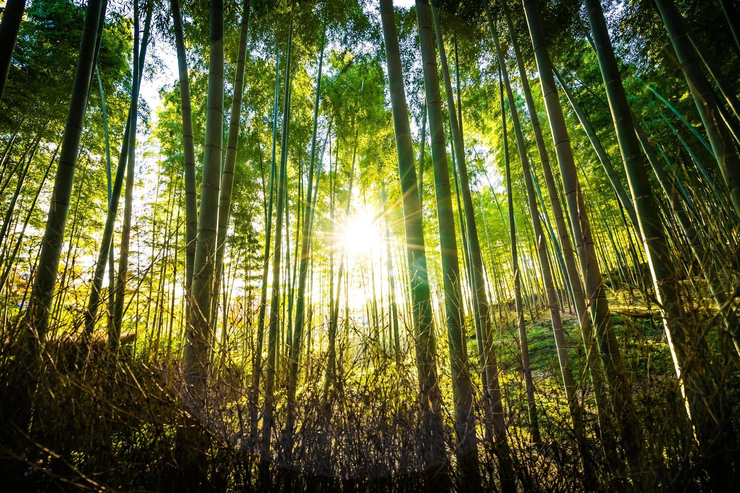 Bamboo grove in the forest at Arashiyama at Kyoto, Japan photo