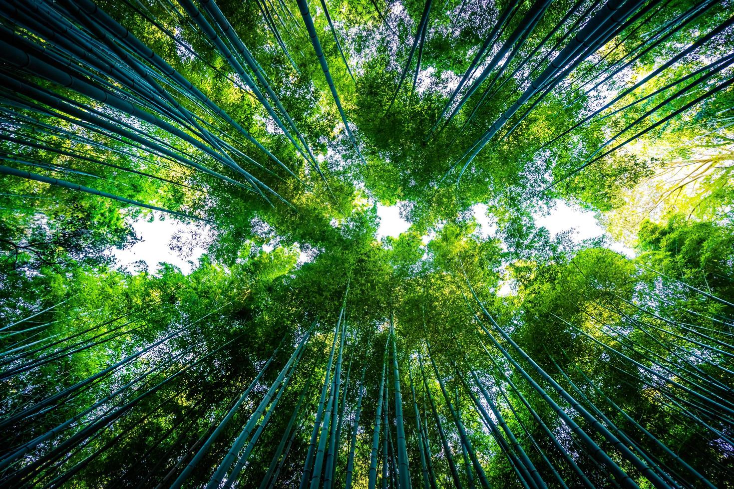 Arboleda de bambú en el bosque de Arashiyama en Kioto, Japón foto