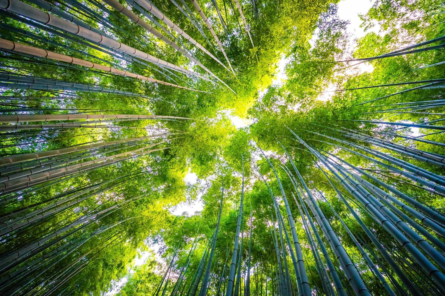 Bamboo grove in the forest at Arashiyama at Kyoto, Japan photo