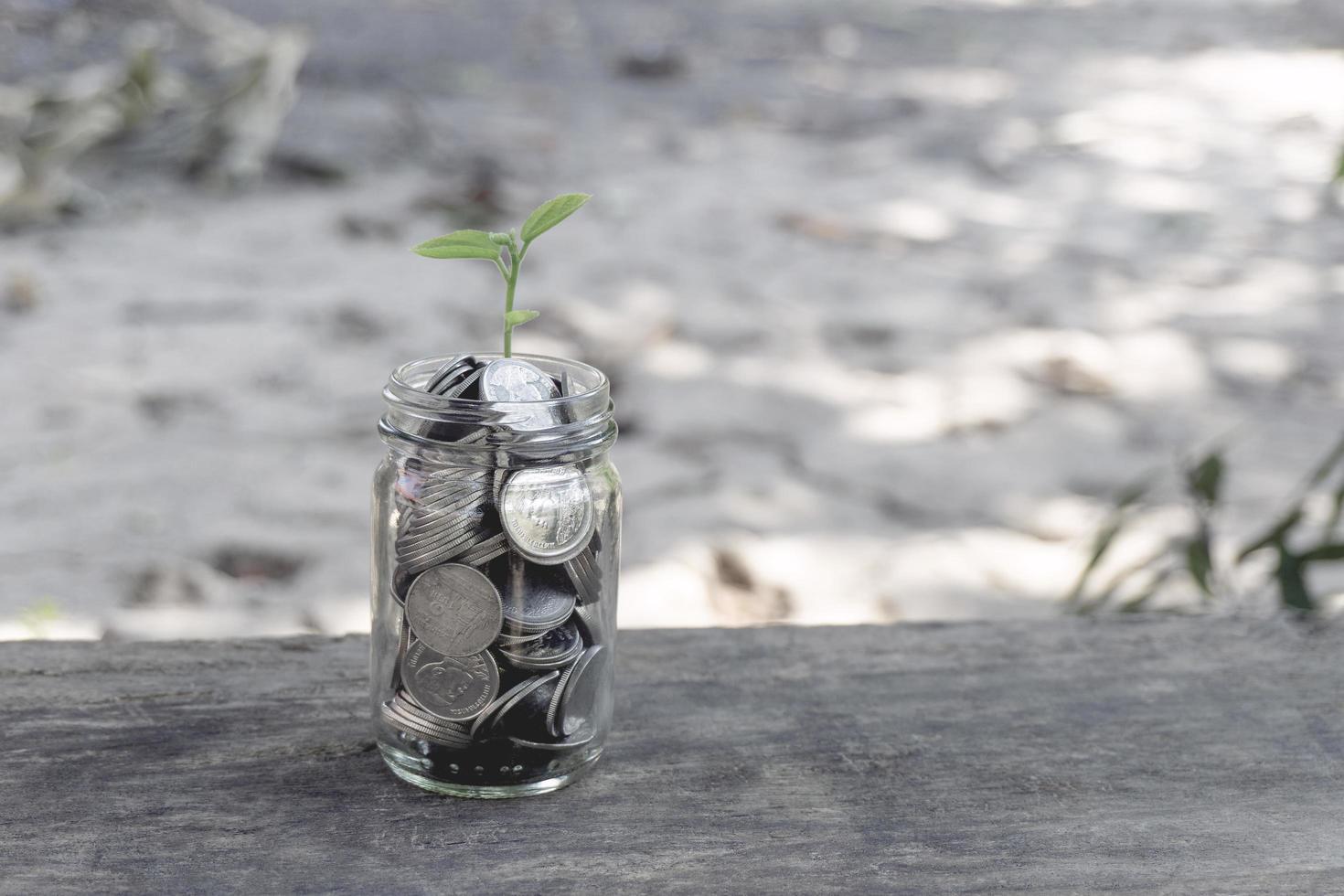 Growing plant coins in a bottle glass on wood table photo