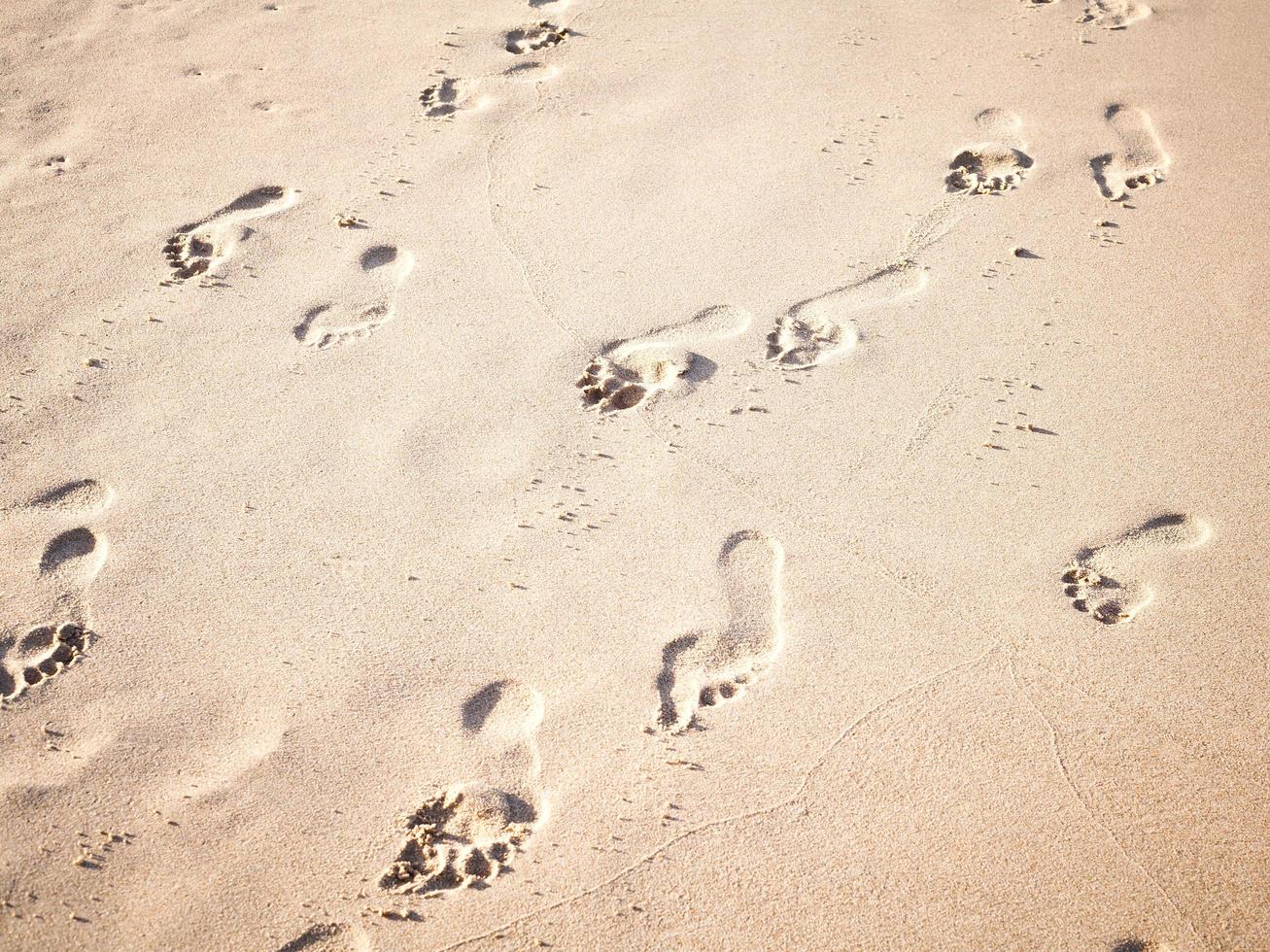 Footprints in sand on a beach photo