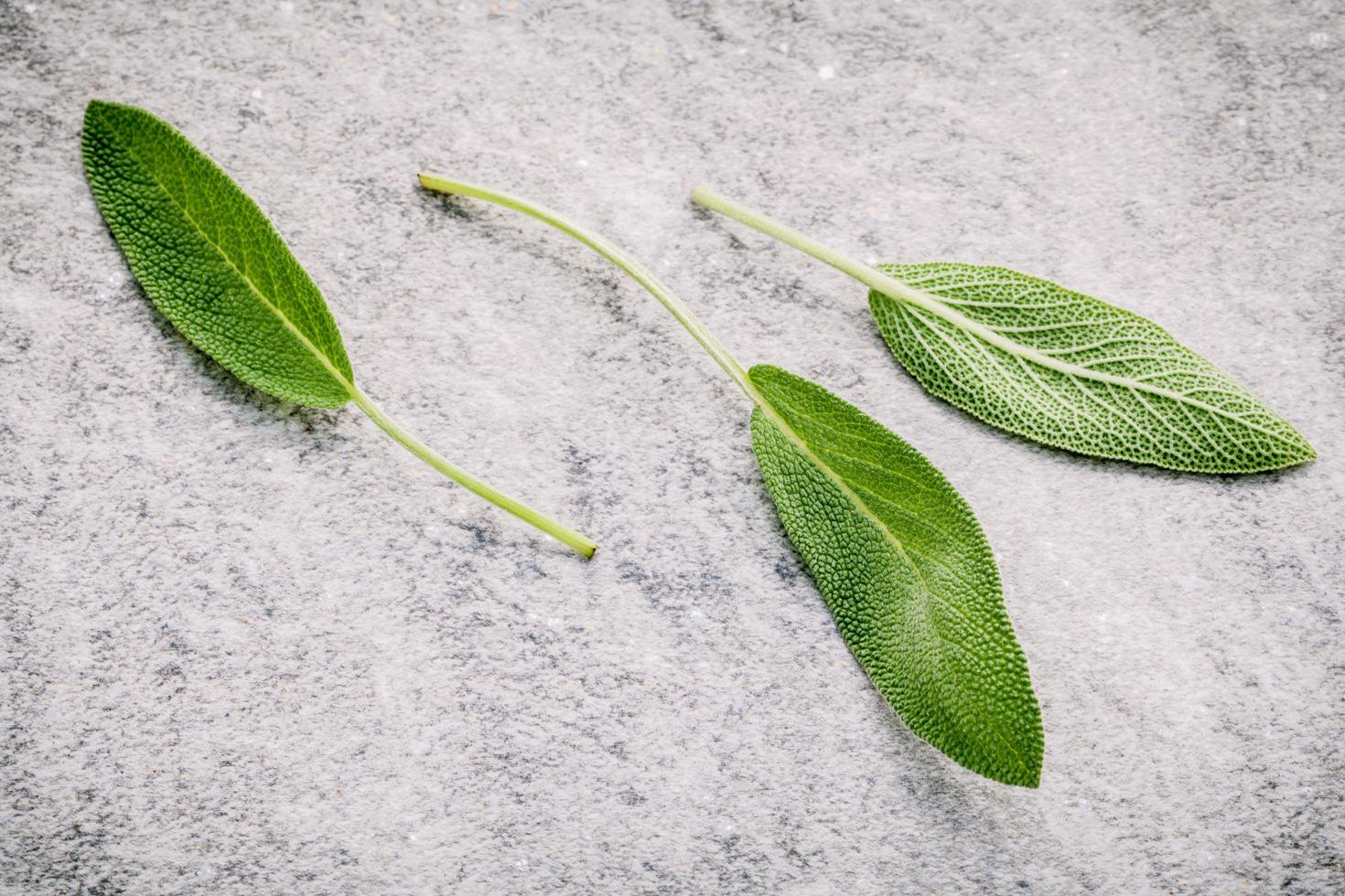 hojas de salvia sobre un fondo gris foto