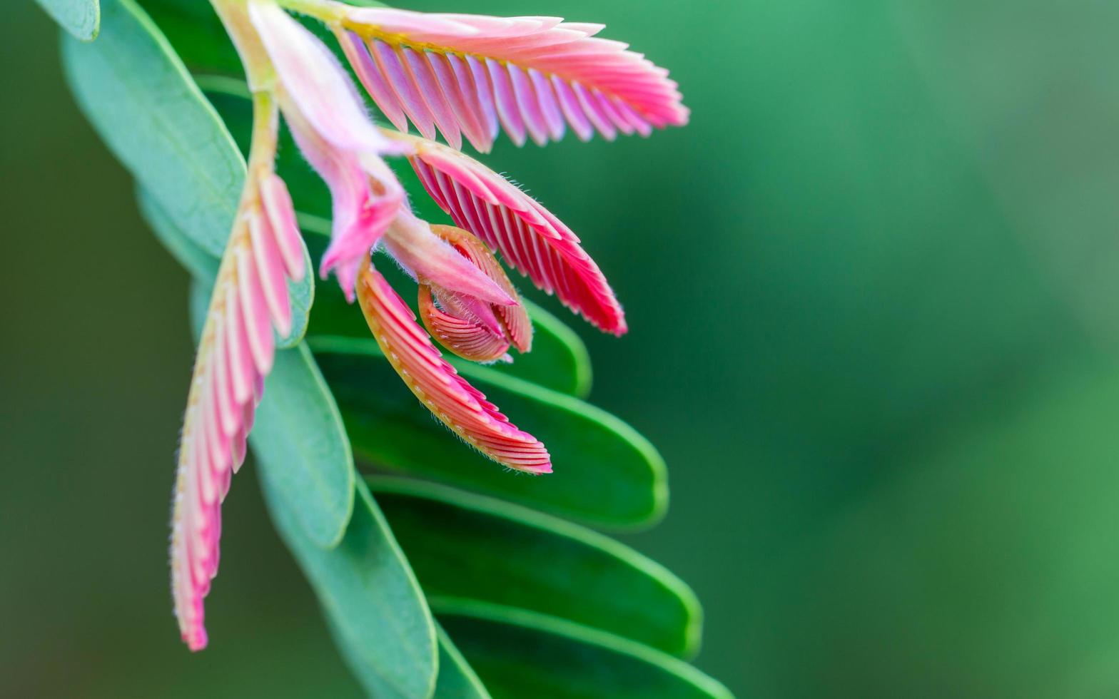 Pink and green leaves photo