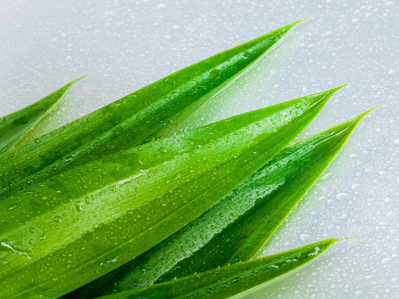 Green pandanus leaves photo