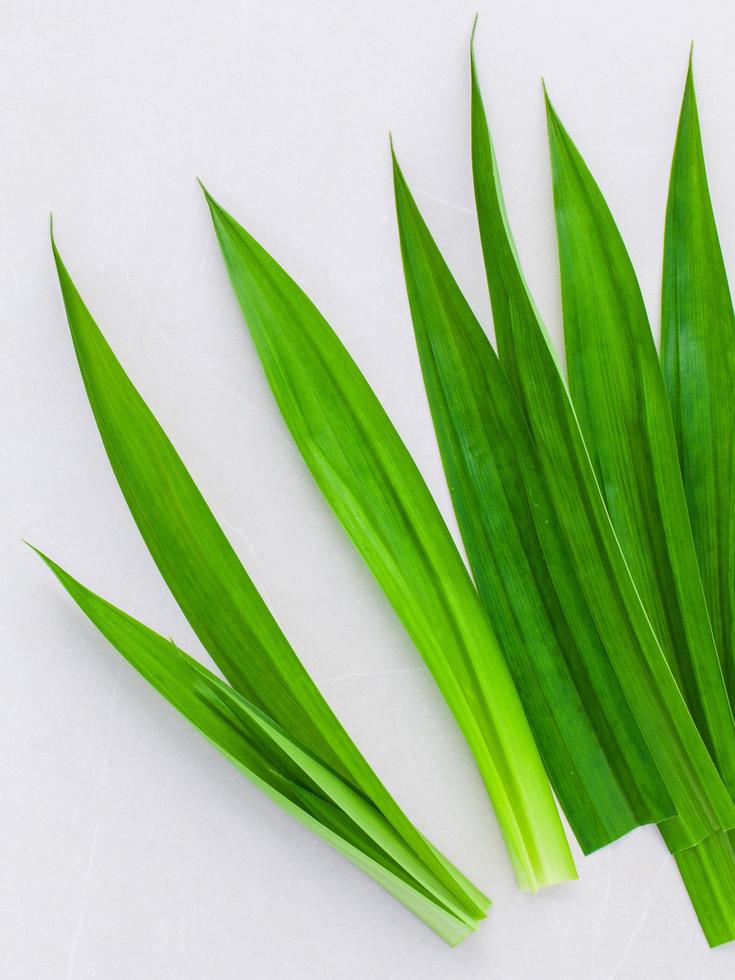 Pandanus green leaves 2060249 Stock Photo at Vecteezy