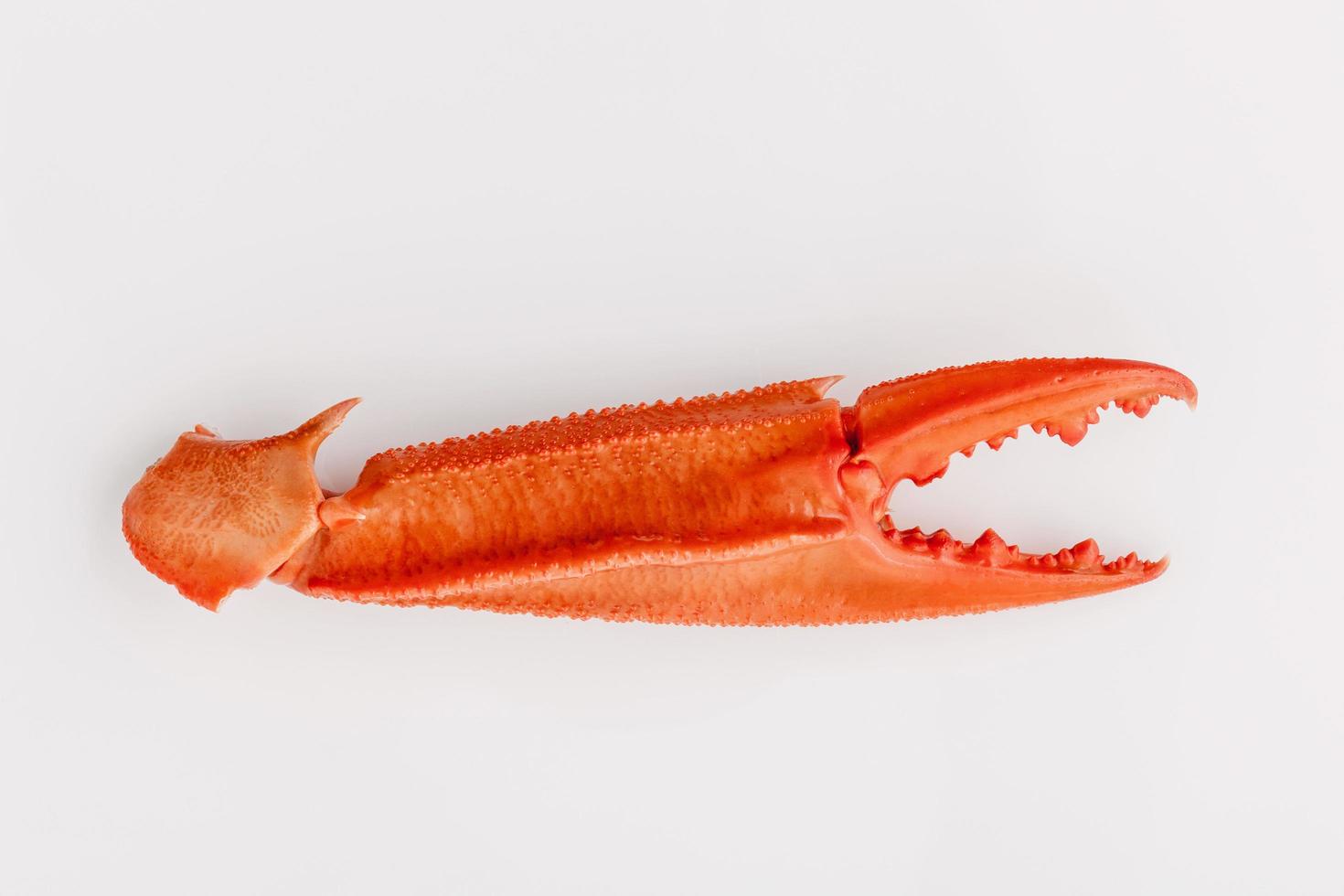 Single crab claw photo