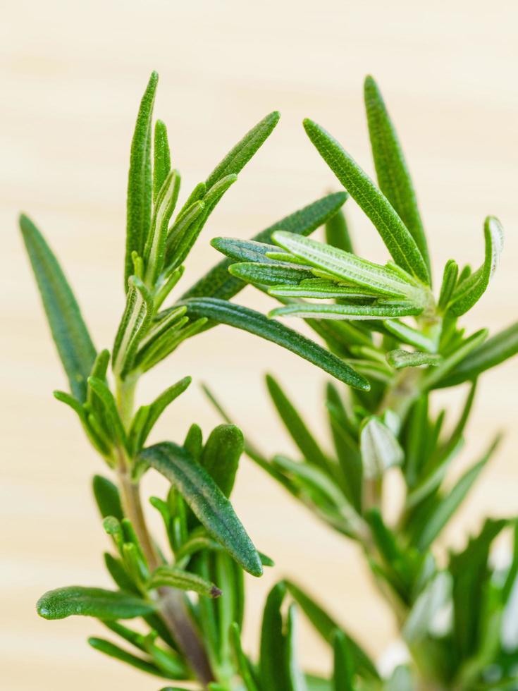 Close-up of rosemary on wood photo