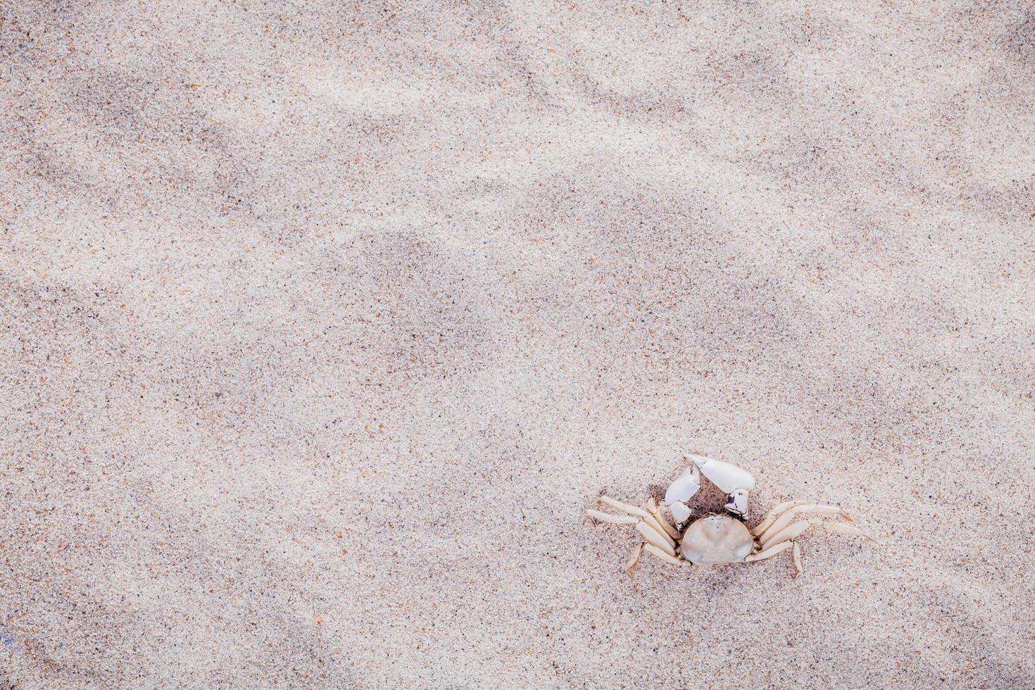 White crab in the sand photo