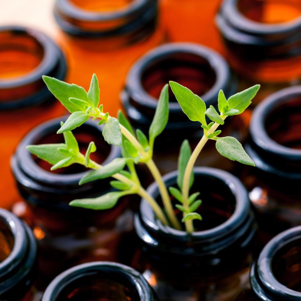 Lemon thyme in bottles photo
