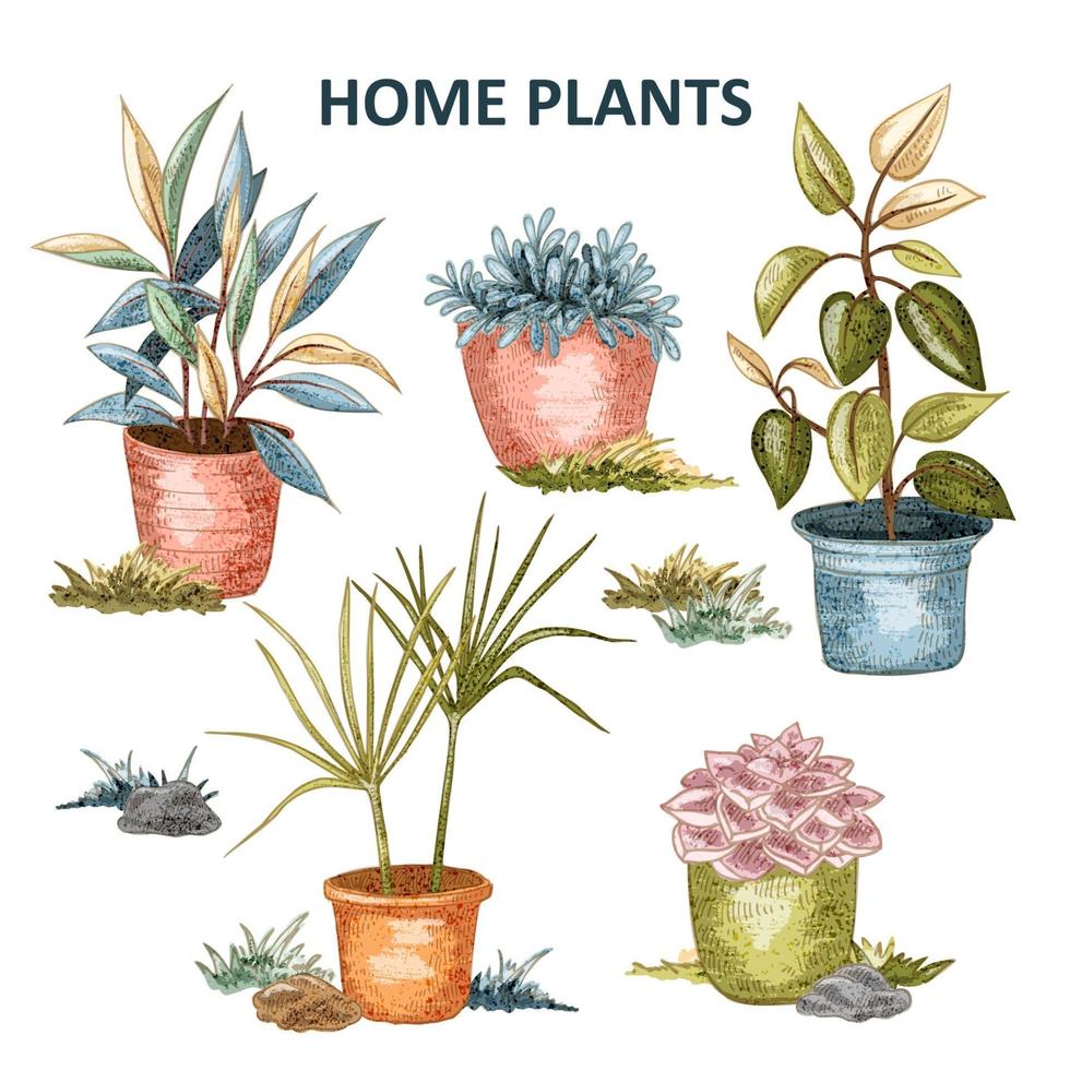 conjunto de plantas caseras vector