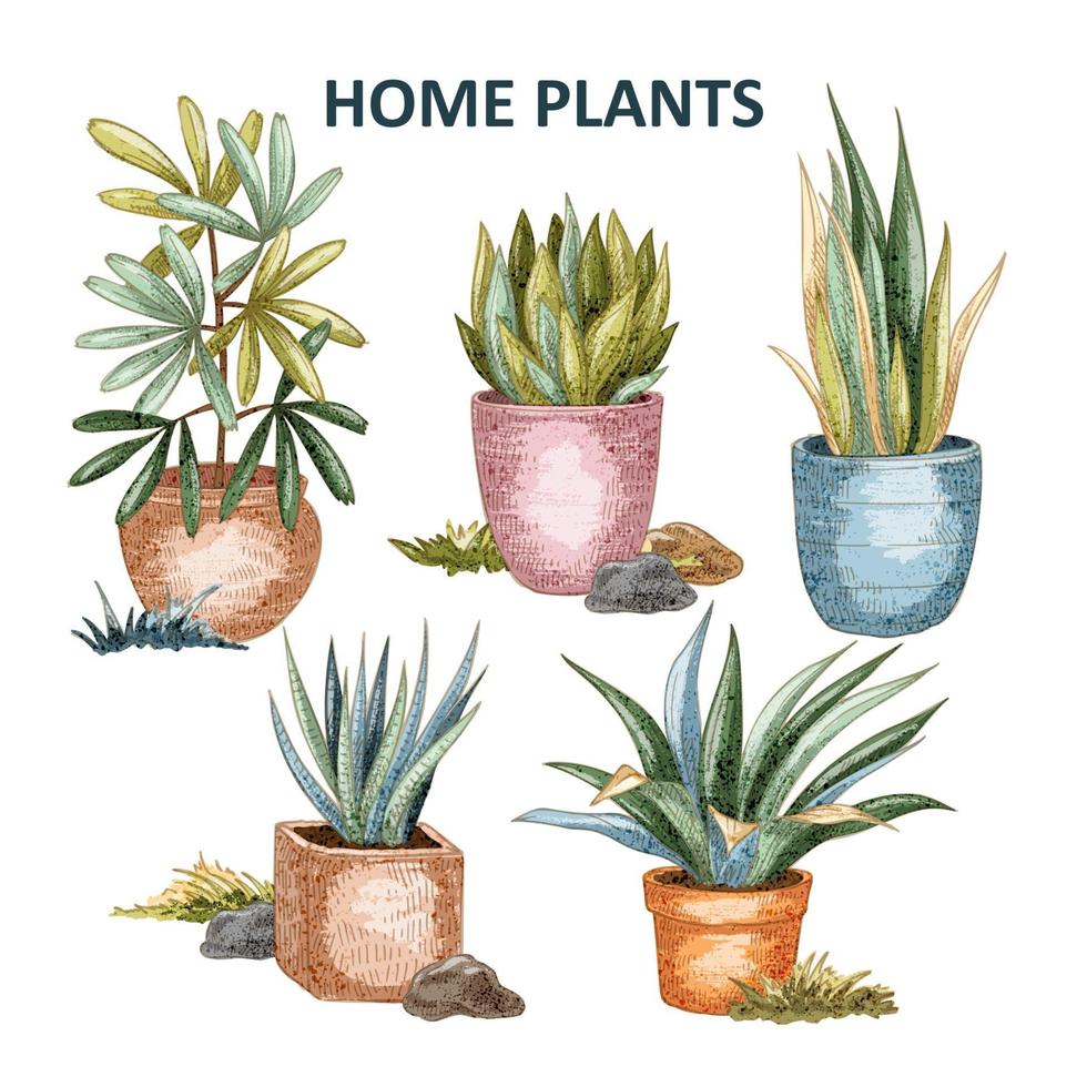 Home plants collection vector