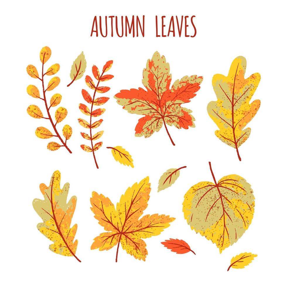 Autumn leaves collection vector