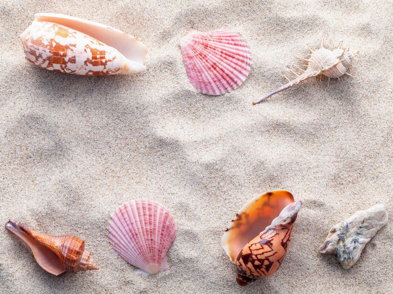 conchas en la arena de una playa foto