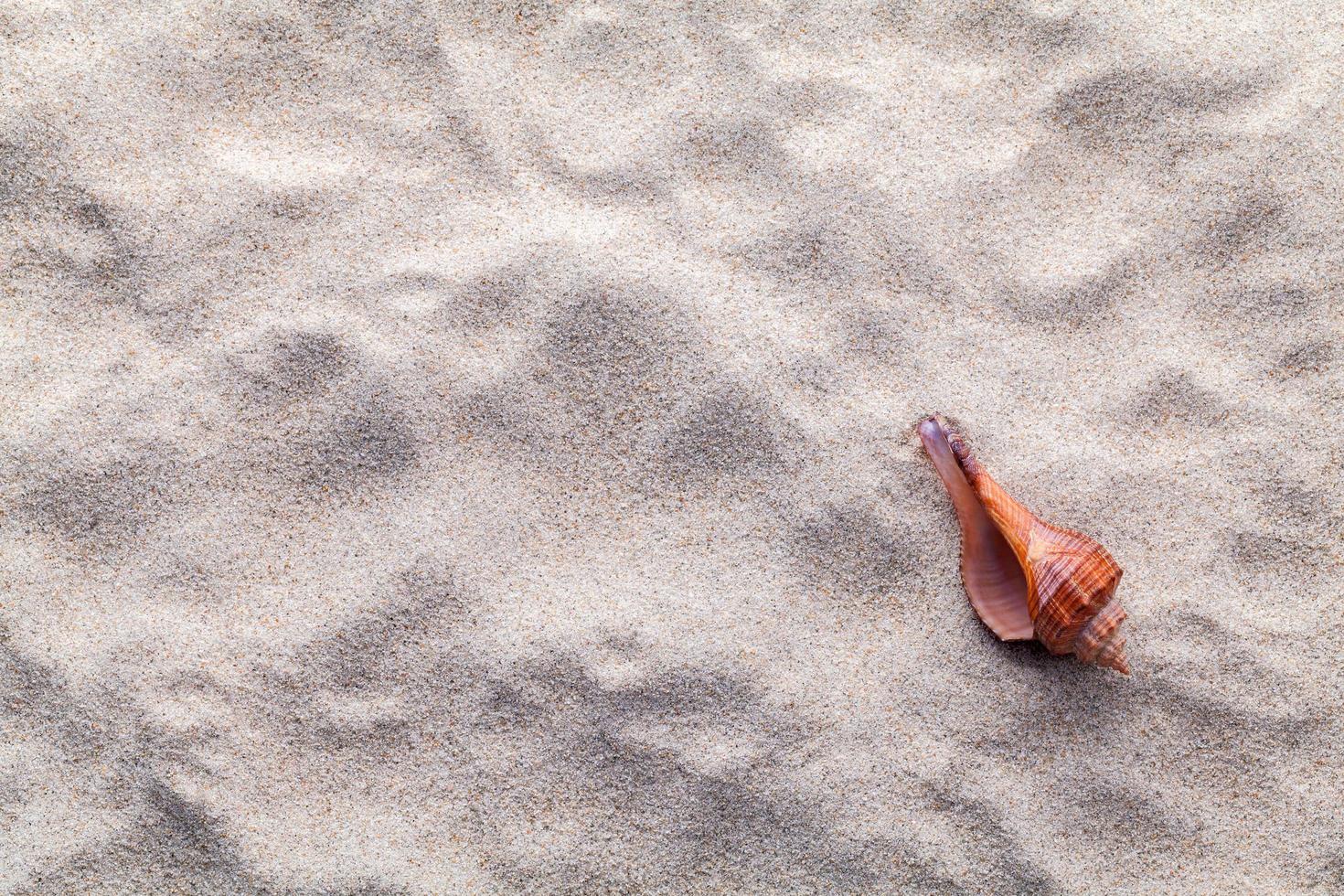 Seashell in sand with copy space photo