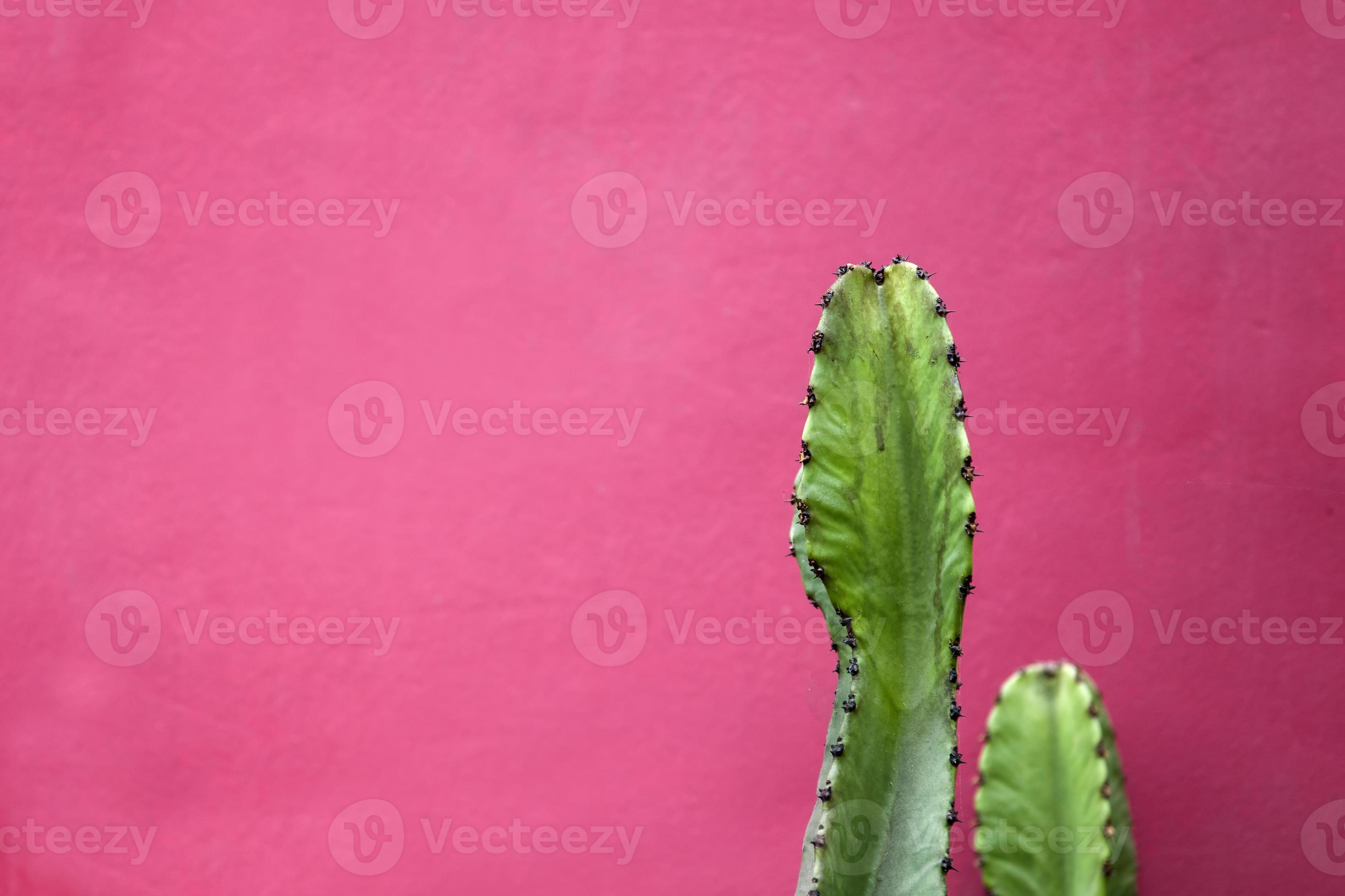 cactus junto a la pared rosa foto