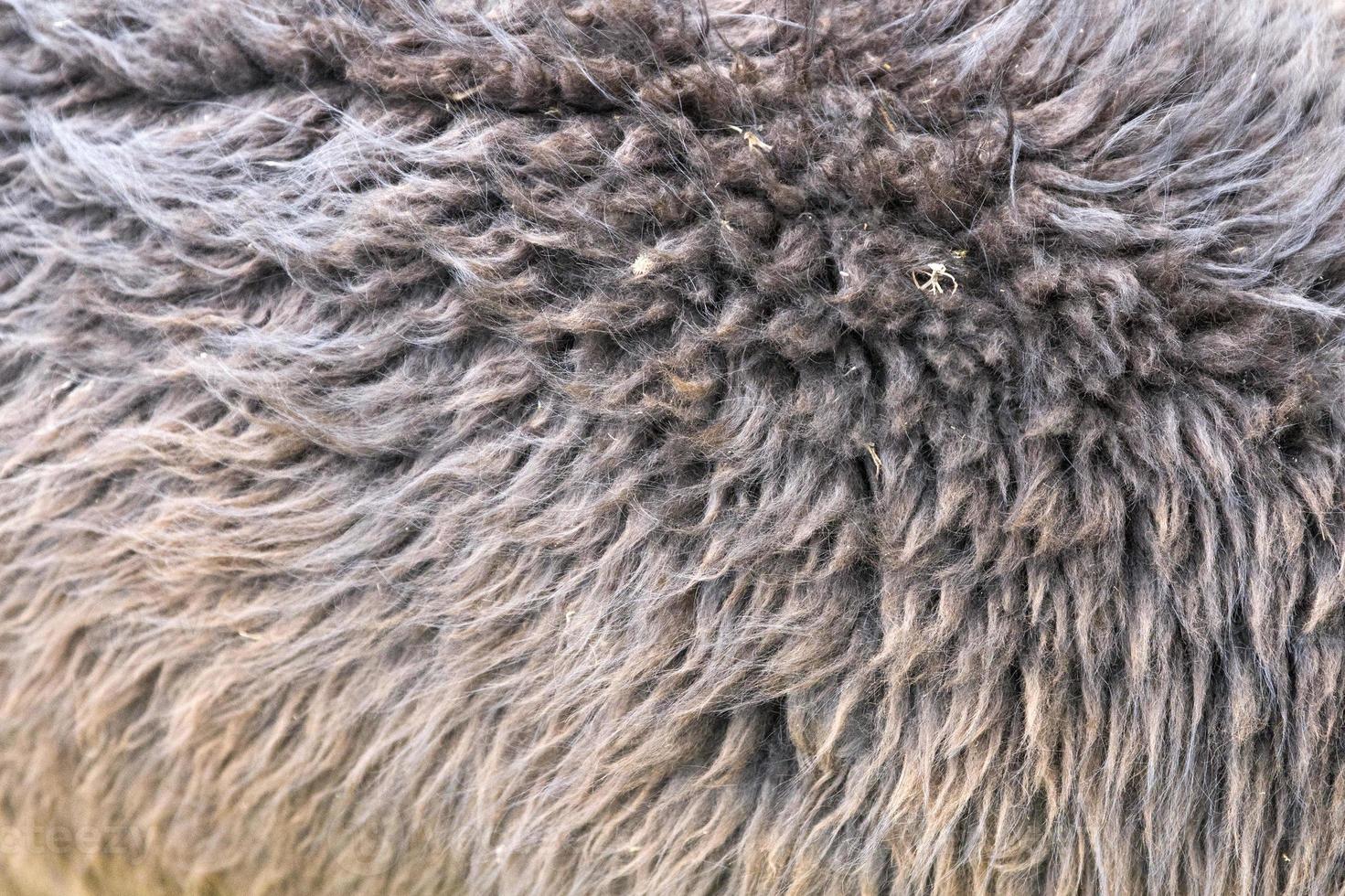 primer plano de lana de alpaca foto