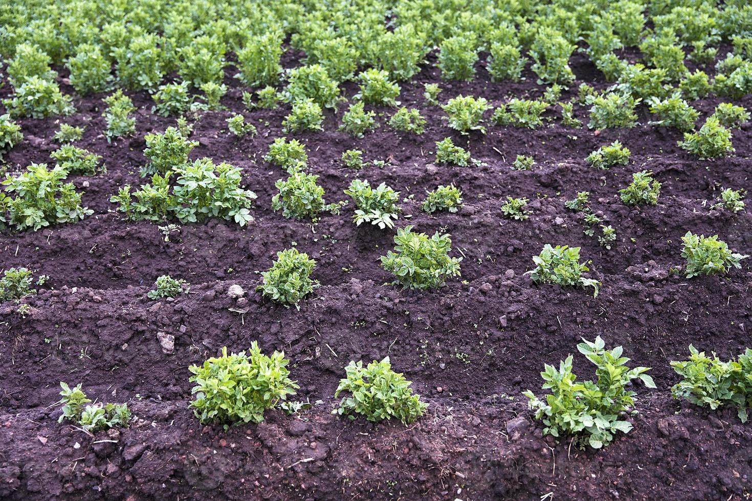 Detalle del cultivo de papa en Cusco, Peru. foto