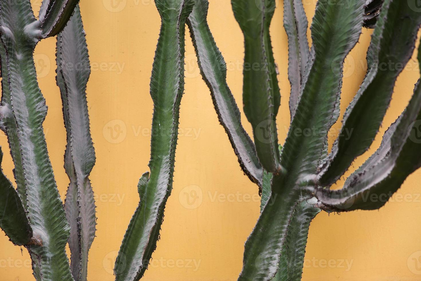 cactus junto a la pared foto