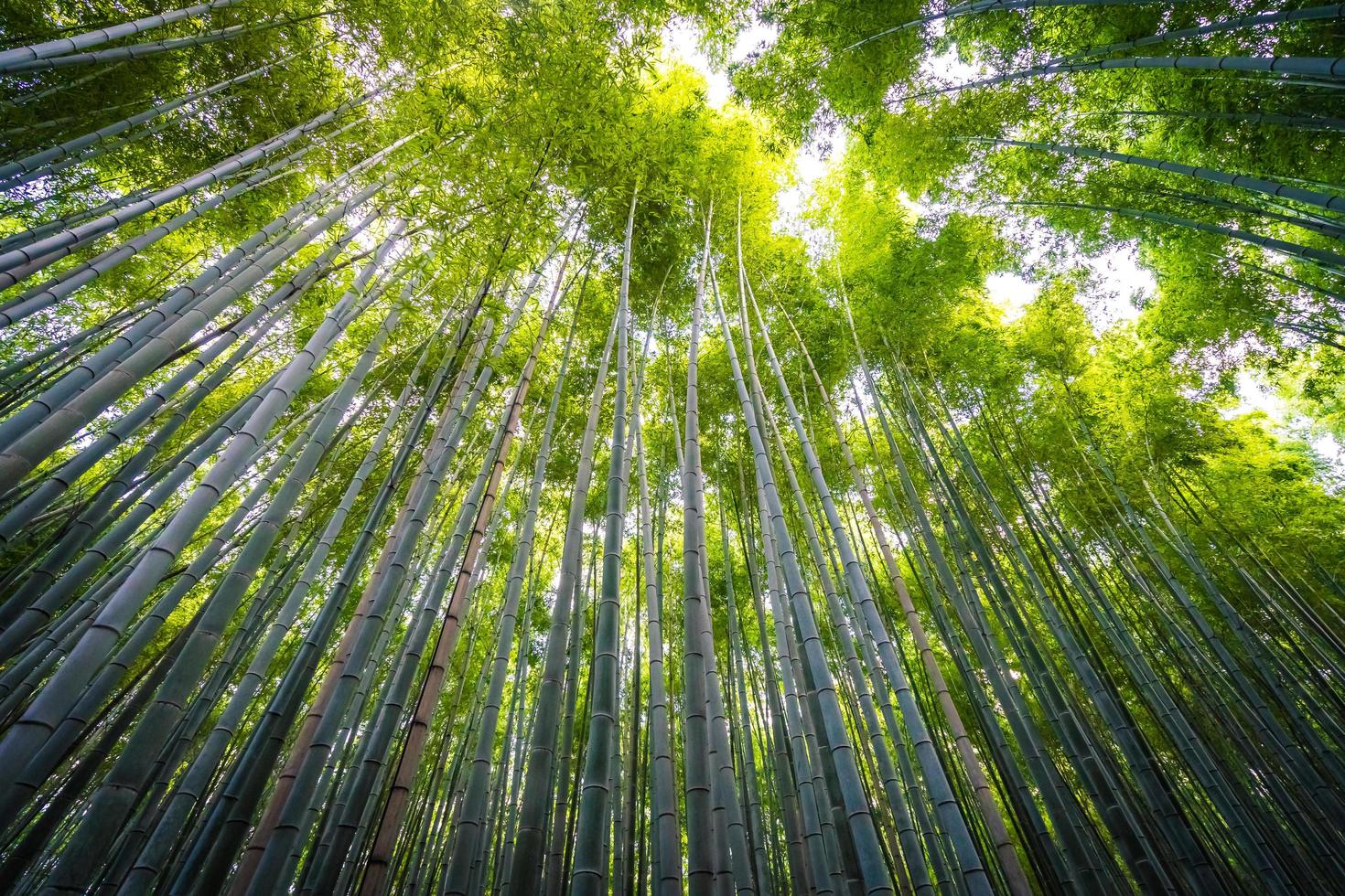 Arboleda de bambú en el bosque de Arashiyama en Kioto, Japón foto