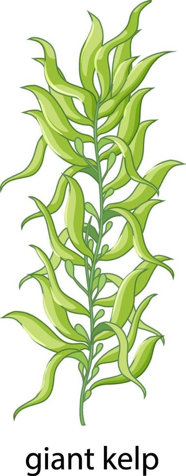 Seaweed Giant kelp cartoon style with name vector