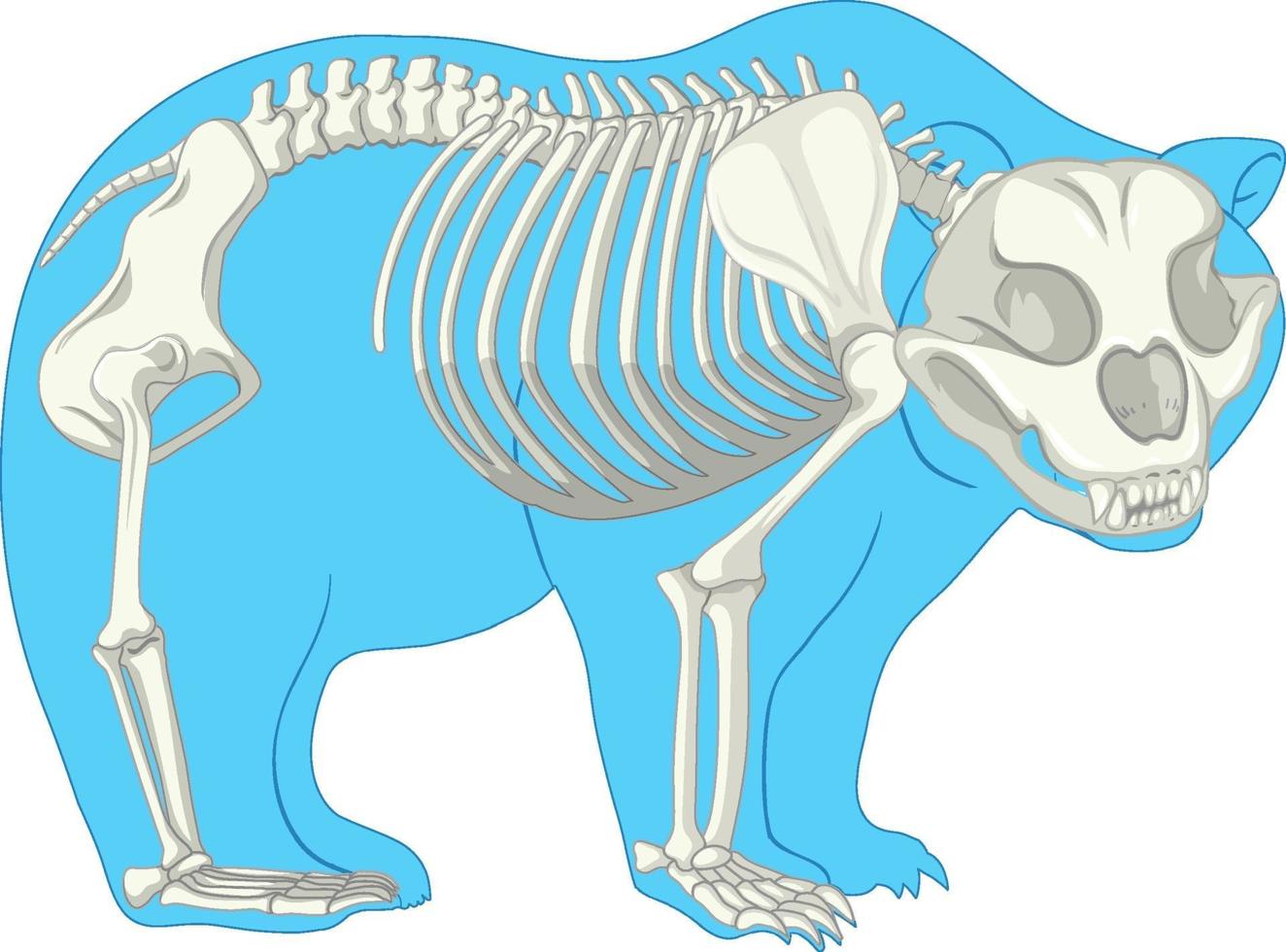 Skeleton Anatomy of wild bear isolated vector