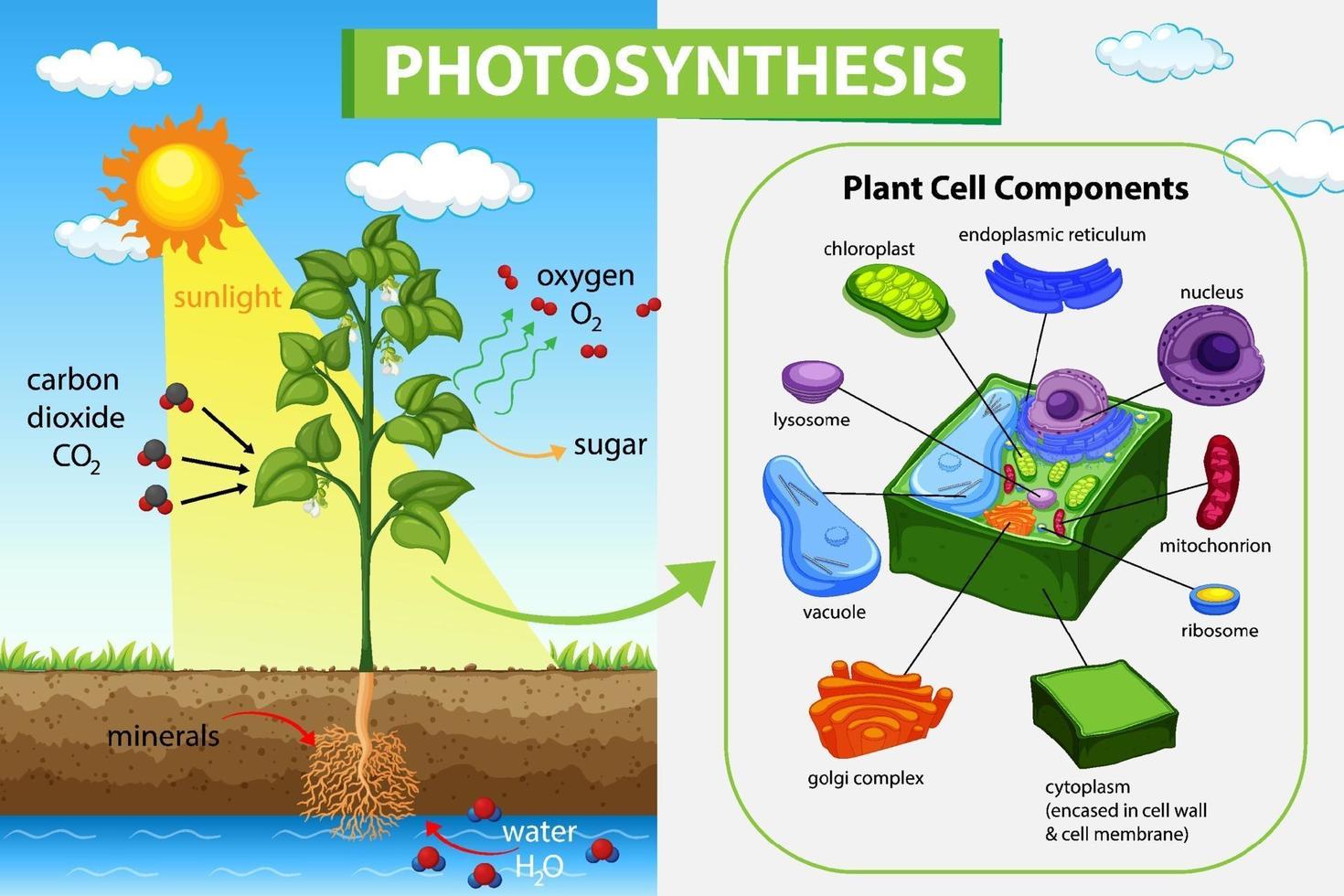 Diagrama que muestra el proceso de fotosíntesis en planta. vector