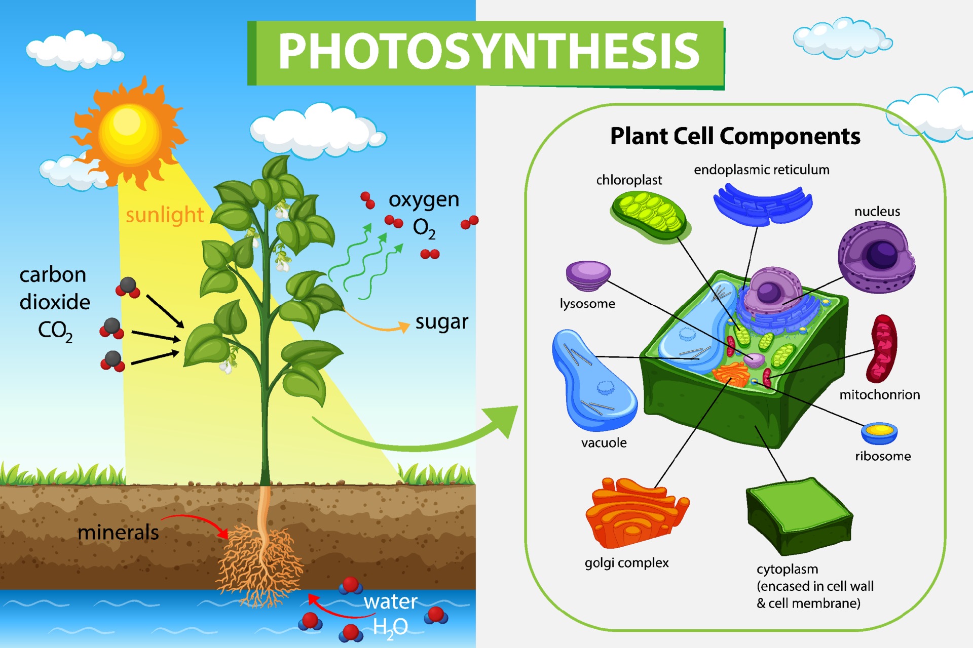 Plant Cell Photosynthesis