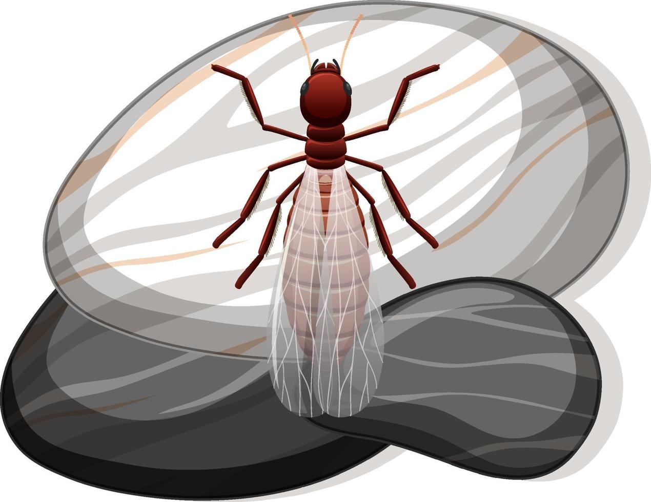 Top view of termite on a stone on white background vector