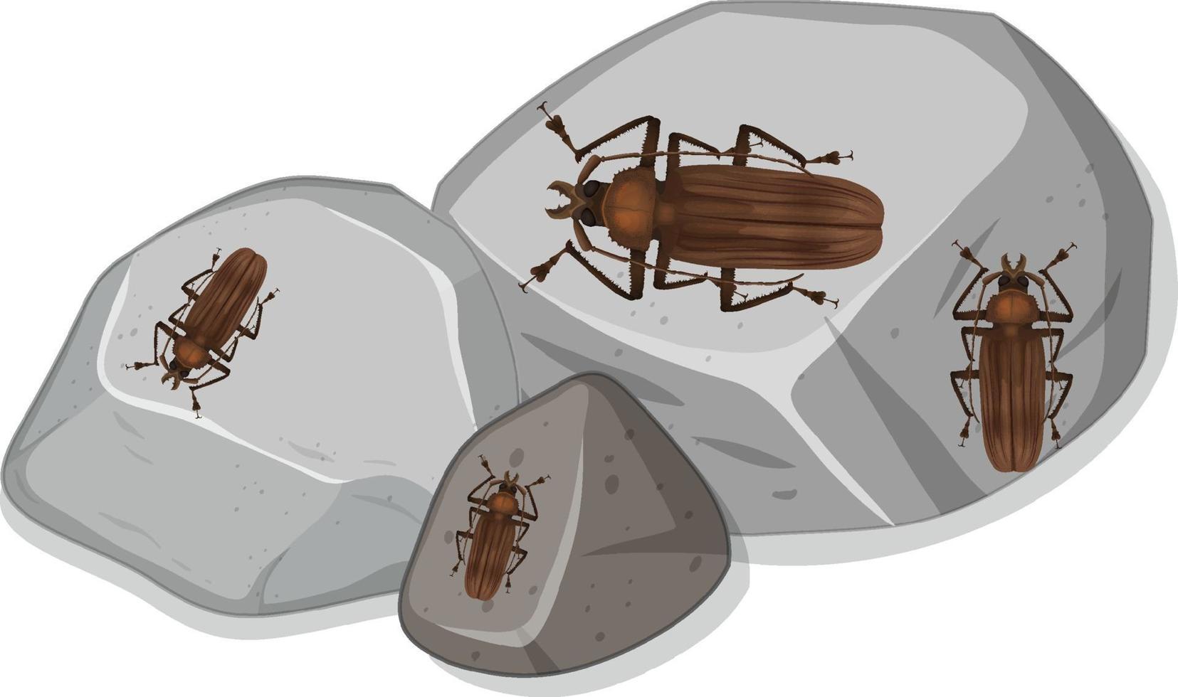 Top view of many titan beetle on stones vector