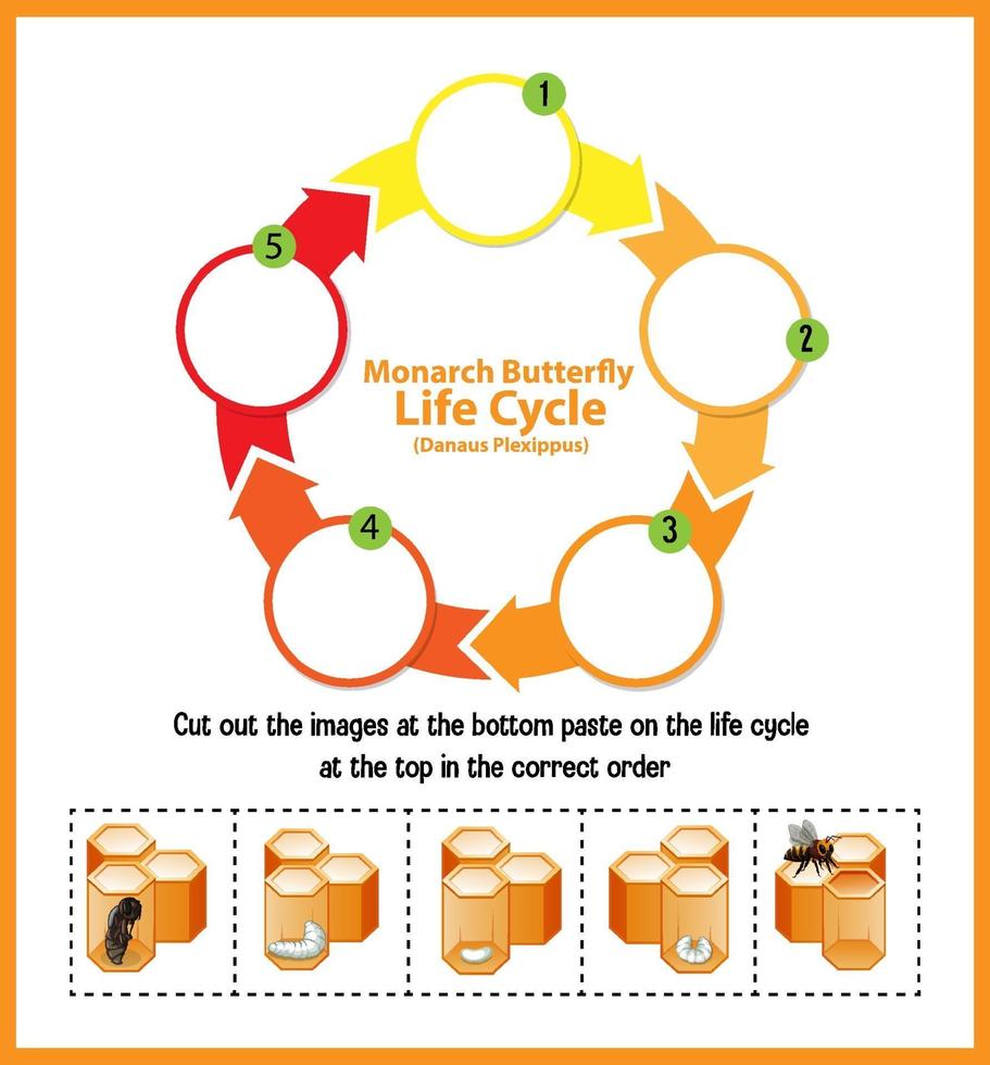 Diagrama que muestra el ciclo de vida de la abeja melífera. vector