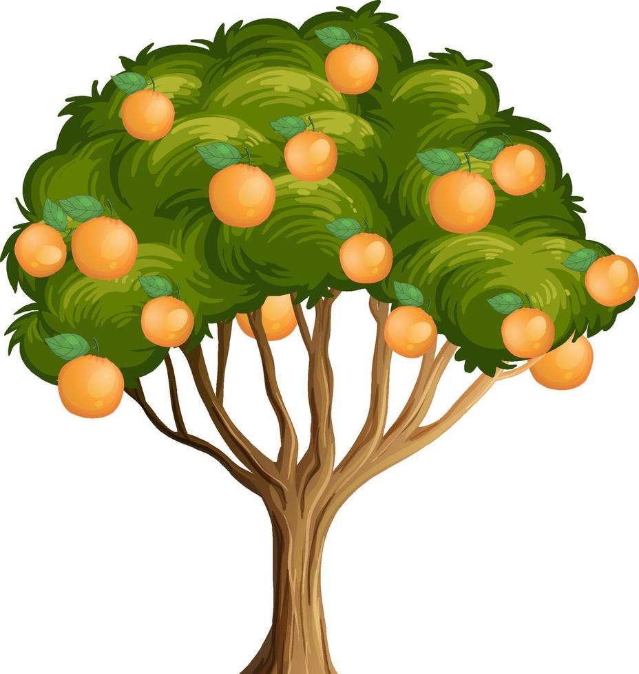 Orange tree isolated on white background vector