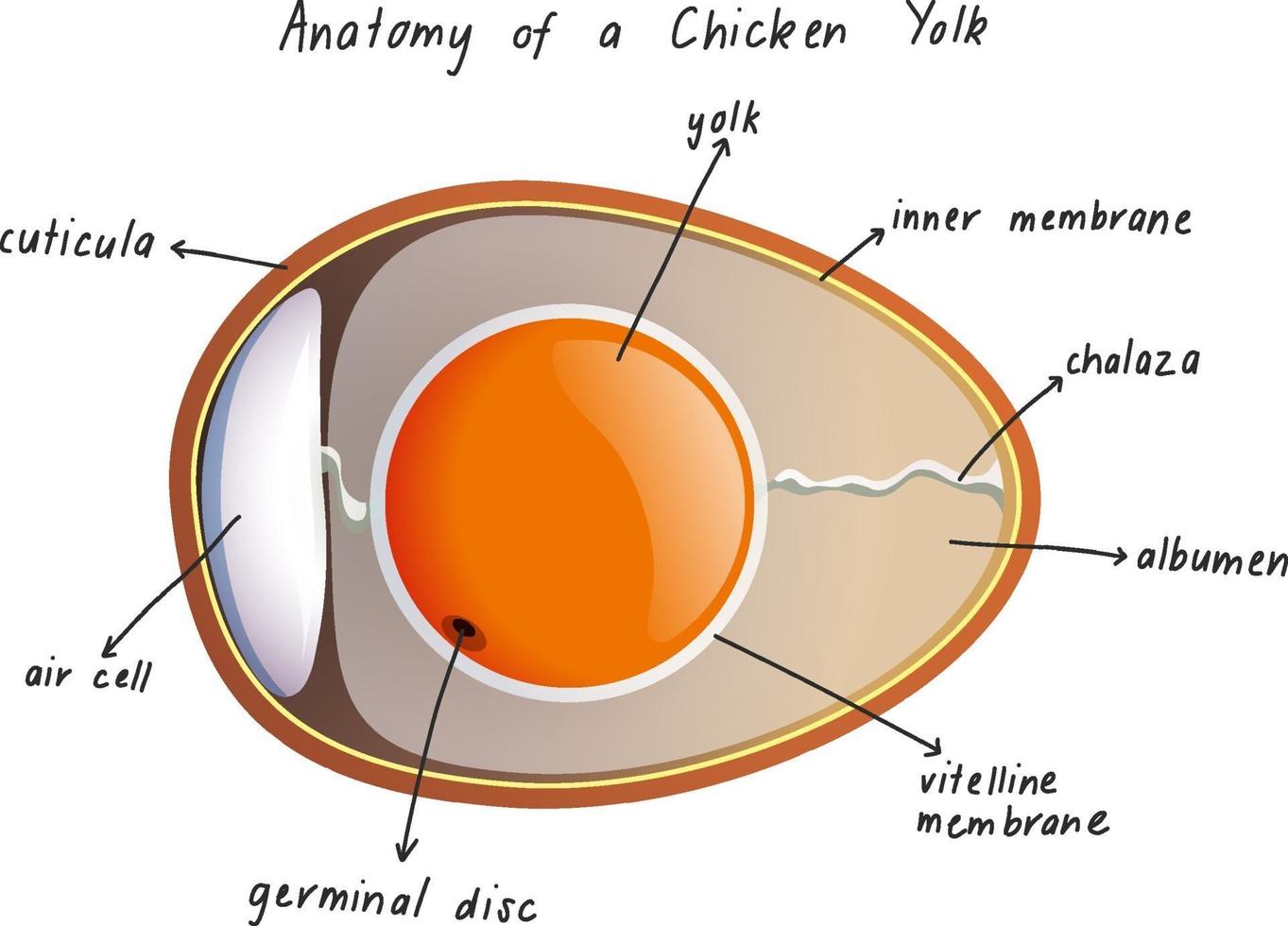 anatomía de una yema de pollo vector