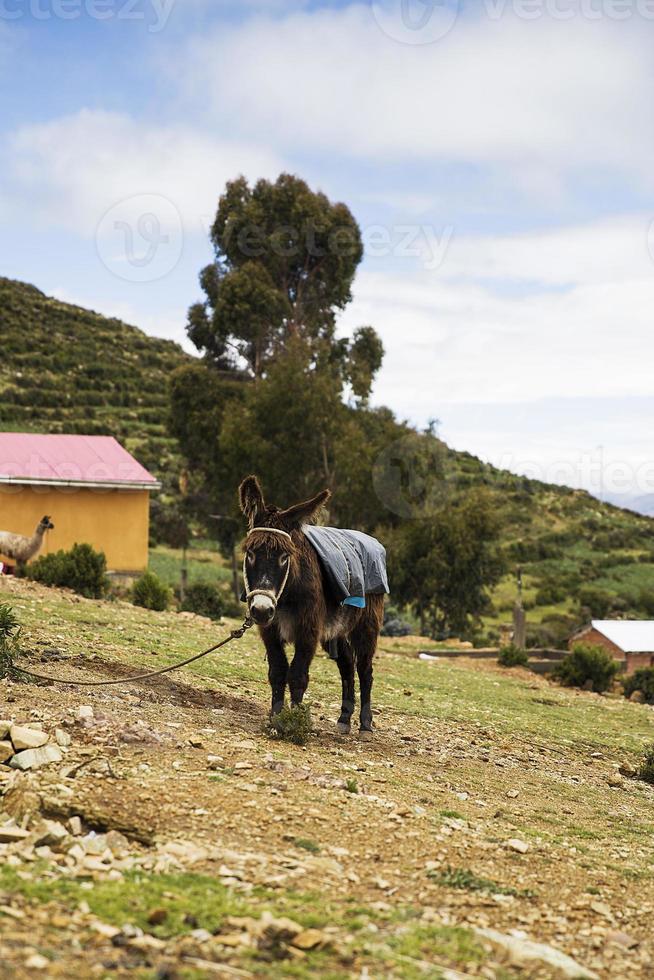 burro en bolivia foto