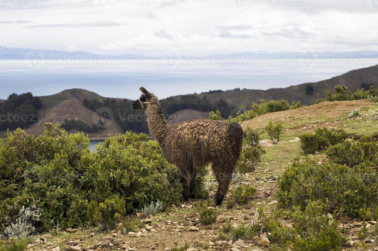 lama en bolivia foto