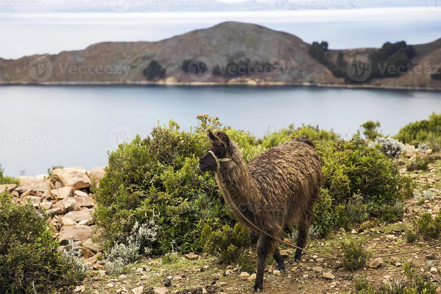 isla del sol en el lago titicaca en bolivia foto