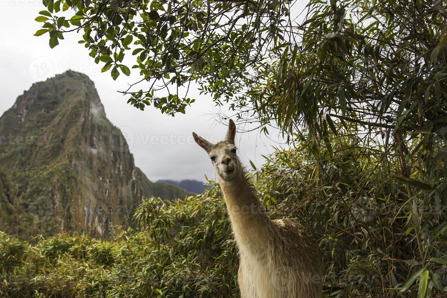 llama en machu picchu en perú foto