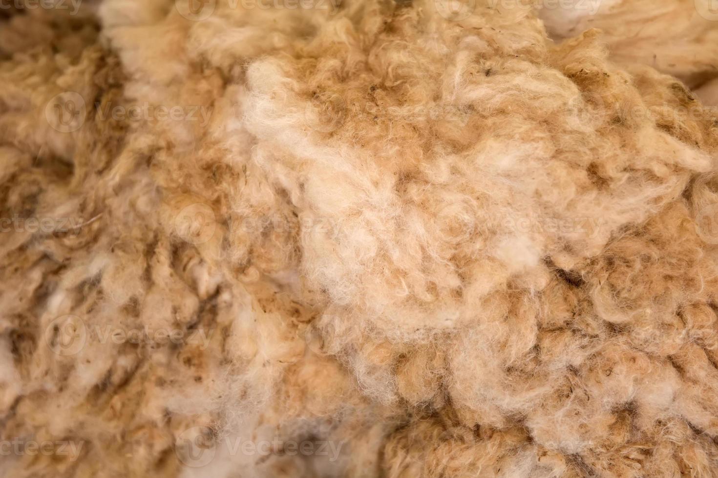 Close-up of alpaca wool photo